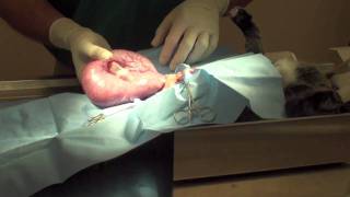 Cat Pyometra [upl. by Dianemarie]