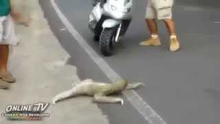 Sloth Crossing the Street I Believe I Can Fly Version [upl. by Rubens273]