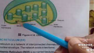 Biology Class 9 chapter 4 plastids part 1 [upl. by Tandy344]