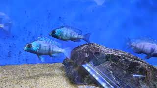 placidochromis Phenochilus Gissel  AFRICAN CICHLID [upl. by Milan]