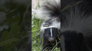 Skunks Secret Weapon Self Defence 2024 animalseducation [upl. by Cinimod]