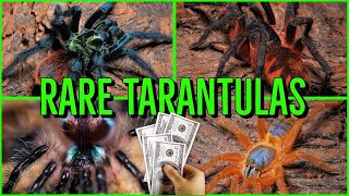 Top 10 RARE amp EXPENSIVE Tarantulas [upl. by Lasorella]