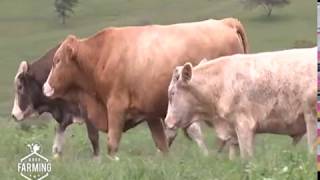 Fleckvieh Why Most farmers want this cow  Part 2 [upl. by Anneehs]