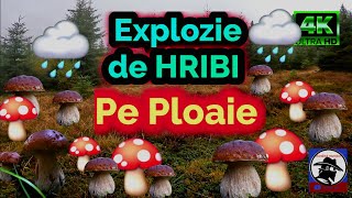 Hribi 🍄 pe PLOAIE 🌧️ Explozie de HRIBI boletus EDULIS și boletus PINOPHILUS Apuseni 🌲🌲🌲 [upl. by Ycniuqed]