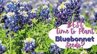 When to Plant Bluebonnet Seeds For MAXIMUM Blooms bluebonnets gardeningtips plantingseeds [upl. by Silda]