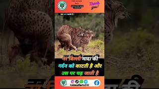 बिल्ली संवाद के बारे में रोचक तथ्य 🥶🐆shorts viralshorts facts animals trending youtube cat [upl. by Budworth456]