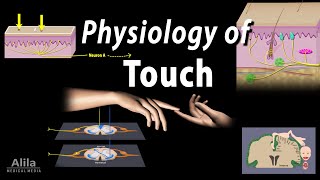 Physiology of Touch Receptors and Pathways Animation [upl. by Eldreeda]