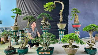 Trần Thi 0338053191 chào bán 189 nhiều loại Cây Cảnh Bonsai vườn nhà dáng quái đẹp [upl. by Fenn]