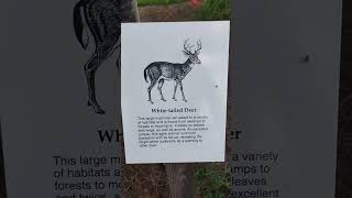 Whitetailed deer facts and tracks [upl. by Notniw697]