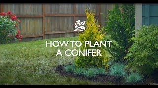 How to Plant a Conifer [upl. by Eltsyrhc]