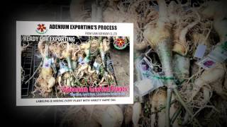 Adenium Nursery amp Exporting [upl. by Assennav]