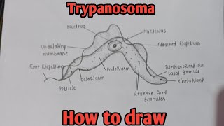 How to draw Trypanosoma  Structure of Trypanosoma  Biology diagram  biology diagram easy [upl. by Keil794]