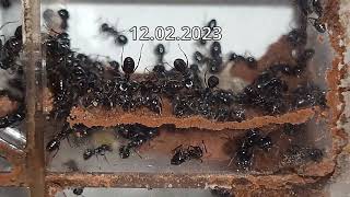 Lasius fuliginosus building clay structure [upl. by Barbur]