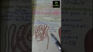 platyhelminthes Animal kingdom ncert imp diagram class 11th ncert biology neet2025 aiims [upl. by Amesari411]