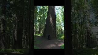 Giant Redwood Forest in Northern California Amazing Giant Redwood Forest in California redwood [upl. by Riccardo]