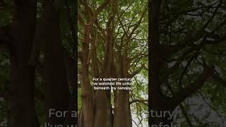 Trees of Godrej  Episode 1 Tamarind Tree [upl. by Calandria819]