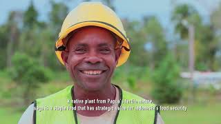 Discover Papua Sago from Tree to Table [upl. by Coriss]