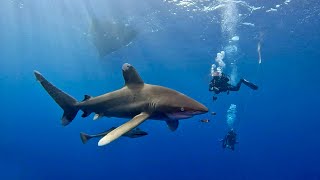 Sharks Close encounters at Elphinstone reef [upl. by Ellahcim998]