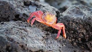 The Galápagos Islands  Silversea Expeditions [upl. by Elauqsap59]