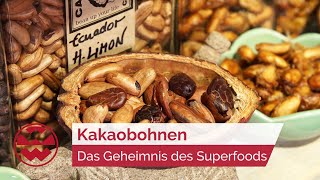 Kakaobohnen Das Geheimnis des Superfoods  GenussMomente  Welt der Wunder [upl. by Yenolem10]