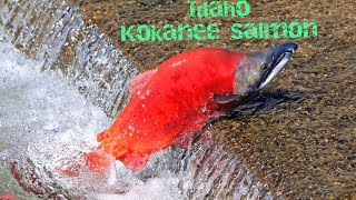 Kokanee Salmon Fishing In Idaho [upl. by Leynad]