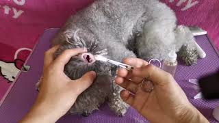 How to Clean Your Dog’s Ear Hair Like a Pro – Groomer’s Secrets [upl. by Villada]