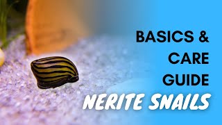 Nerite Snails Basics And Care Guide [upl. by Gabbie930]