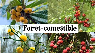 Fruitiers originaux et rustiques pour la forêtcomestible [upl. by Nore]