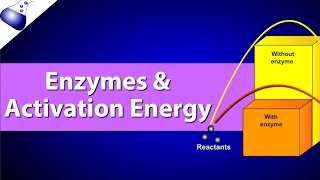 Enzymes and Activation Energy [upl. by Ydahs805]