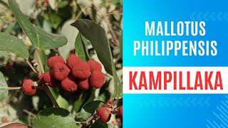 Kampillaka  Kamal  Mallotus philippensis hpayushblog20 [upl. by Aslin]