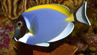 Facts The Powder Blue Tang [upl. by Neveda]