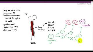 57 Stem Cells Cambridge AS amp A Level Biology 9700 [upl. by Eeimaj]