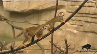 Cute Squirrel Monkey Babies [upl. by Kerstin]