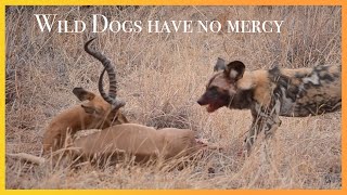 WILD DOGS hunt and rip IMPALA to pieces  NOT for sensitive [upl. by Nnednarb]