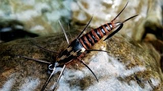 Stonefly nymph fly tying instructions by Ruben Martin [upl. by Lindsay]