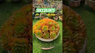 Succulent DIY ideas  多肉植物 다육이들  Suculentas Shorts [upl. by Leirea33]