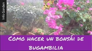 Como hacer un bonsái de bugambilia buganvillas y su mantenimiento  Info Garden [upl. by Nylirrej]