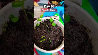 How to Grow and Care Stock Flower PlantMatthiola incana Care of Stock plant [upl. by Enaerb]