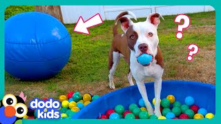 Wait Where’s My BALL  Dodo Kids  Funny Dog Videos [upl. by Qiratla217]