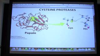 13 Biochemistry Catalytic Mechanisms II Lecture for Kevin Aherns BB 450550 [upl. by Andonis303]