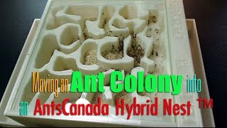 Moving an Ant Colony into an AntsCanada Hybrid Nest ™ [upl. by Yehsa646]