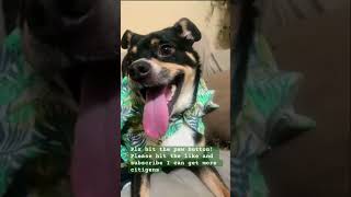 Hi paws hit the subscribemusicrap song explore persian views pets micky cuteanimal reels [upl. by Marnie]