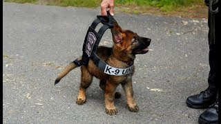 7 Chiens Policiers Les Plus Efficaces Et Meurtriers Du Monde [upl. by Meggie]