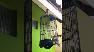 Burung sepah raja gacor dor birds kicaumania burung kolibri short [upl. by Gustavo20]