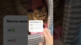 chorts cat milli cute cute [upl. by Adnohryt]