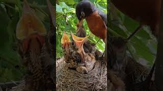 American Robin Dad Feeding Babies 💕 [upl. by Cressi]