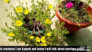 How to grow and get more flowers on purslaneportulacaoffice time9O clock plant [upl. by Trubow]