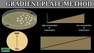 Isolation Of Streptomycin Resistant Mutants Of Ecoli By Gradient Plate Method [upl. by Kirkpatrick473]