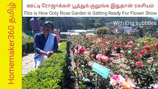 Secret Fertilizer Used in Ooty Rose Garden  ஊட்டி ரோஜா தோட்டம் உரம்  OOTY Flowers Show [upl. by Enala38]