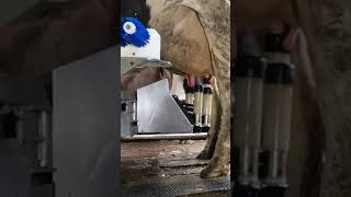 Robotic milking fullwood JOZ merlin M2 [upl. by Faina610]